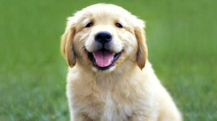 albright-happy-dog